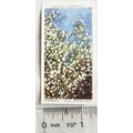 1939 Wills Garden Flowers No. 23 Gypsophilia