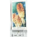 1939 Wills Garden Flowers No. 25 Kniphofia