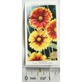 1939 Wills Garden Flowers No. 21 Gaillardia