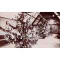 Maidenhead Berkshire Christmas Tree Shop Displa...