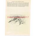 Bagnorea, Garibaldis Defeat, Mentana, 1867, Boo...
