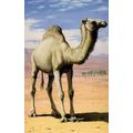 Arabian Thirsty Camel Painting Childrens 1970s ...