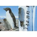 Mother & Chick Penguin & Penguins Procession 2x...