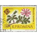 ROMANIA, FLOWER, Primula minima, yellow 1961, 1...