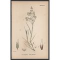 SILVERY HAIR-GRASS 1872 John Edward Sowerby PLA...