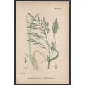 TALL FESCUE-GRASS, VAR. A 1872 John Edward Sowe...
