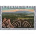 A California Orange Grove.Road Of A Thousand Wo...