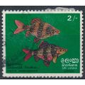 Fish: 2r - Sri Lanka 1972 - F H - SG 597 (B)
