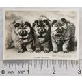 1939 Senior Service Dogs No. 31 Chow Puppies