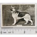 1939 Senior Service Dogs No. 29 Alsatian