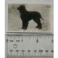 1939 Senior Service Dogs No. 27 Irish Water Spa...