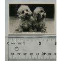 1939 Senior Service Dogs No. 28 Dandie Dinmont ...