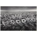 Philippe Pache Foule De Tournesois Giant French...