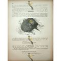 Little Owl, Natural History Book Illustration, ...