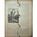 Peregrine Falcon, Natural History Book Illustra...