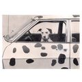 DALMATIAN DOG, 'FINGAL' used postcard c.1980 ph...