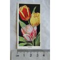 1936 Carreras Flowers No. 3 Tulips