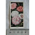 1936 Carreras Flowers No. 4 Pinks