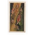 1976 Brooke Bond Tea card Wonders of Wildlife N...