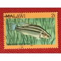 Malawi 1984 2t Malawi Eyebiter Used SG 689 Sc 4...