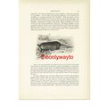 Pera Armadillo, Animal Book Illustration (Print...