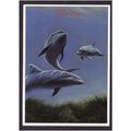 AMERICAN POST CARD - DOLPHINS IN TROPICAL WATER...