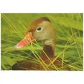 Bird - Red-billed Whistling Duck - WWT postcard