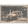 Carro con Buoi, Costumi Ticinesi, 1926 - Mayr F...