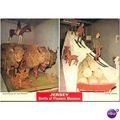 Jersey postcard 1974 - Battle of Flowers Museum...