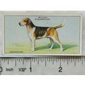 1937 Wills Dogs No. 15 Foxhound