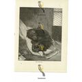 Sick Orang-Utan, Book Illustration (Print), 1884