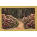 Rhododendron and Branksome Woods - Bournemouth ...