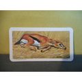 Thomson's Gazelle Card,Red Rose Tea,#47,Animals and Their Young