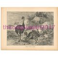 American Ostrich or Rhea, Victorian Natural His...