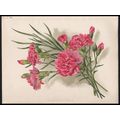 BORDER CARNATIONS 1894 Gertrude Hamilton - Guil...