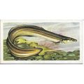 Freshwater Fish 1960 Brooke Bond Tea Card 40 - ...