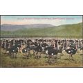 Cawston Ostrich Farm, South Pasadena, Californi...