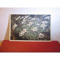 EDELWEISS flowers Swiss used postcard =