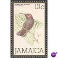 Jamaica 1980 10c Jamaican Mango Bird Unmounted ...