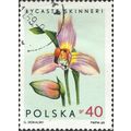 POLAND, FLOWER, Lycaste Skinneri, light green 1...