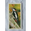 1976 Craven Black Cat British Birds card No. 1 ...