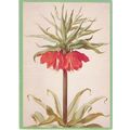 Henstenburgh, Herman - Crown Imperial - plant p...
