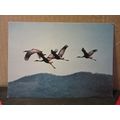 CRANES birds, QUEENSLAND AUSTRALIA used postcar...