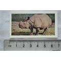 1958 Horniman's Tea card Wild animals No. 46 Gr...