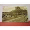 WILD PONIES, LYNDHURST Hants used postcard RP n...