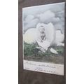Early Postcard - Baby hatching out on an egg - ...