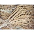 QUALITY BUSHY MILLETS SPRAYS IDEAL FOR CAGE, AV...