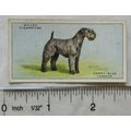 1937 Wills Dogs No. 45 Kerry Blue Terrier