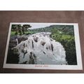 Early Postcard - Swallow Falls - Bettws-Y-Coed,...