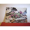 PURLPE SAXIFRAGE Austrian unused vintage postca...